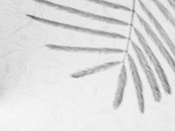 istock Abtract Overlay Shadow Leaves on Grey Cement Background 1452828096