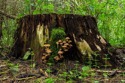 Mushrooms group Kuehneromyces mutabilis on a tree stump.