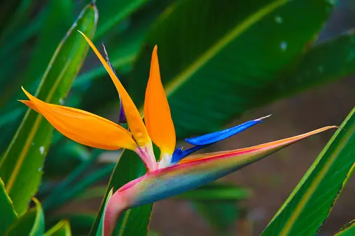 Bird Of Paradise Plant Pictures | Download Free Images on Unsplash