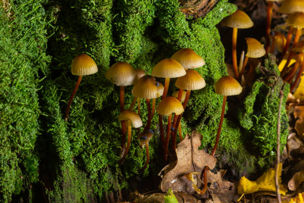 mycena inclinata pilz auf altem stumpf. gruppe von braunen kleinen pilzen auf einem baum. ungenießbarer pilz mykena. selektiver fokus - mystery forest ecosystem natural phenomenon stock-fotos und bilder