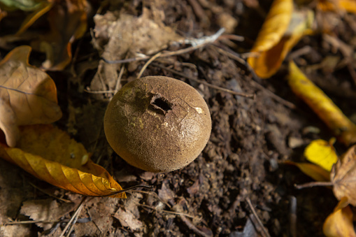 The Lycoperdon umbrinum is an edible puffball mushroom , stacked macro photo.
