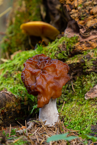 Gyromitra esculenta is kind of poisonous mushrooms growing in the forest in spring.