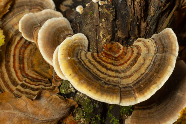 istock trametes versicolor, also known as coriolus versicolor and polyporus versicolor mushroom 1452832732