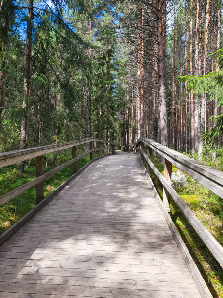 istock Wooden boardwalk through the forest 1452833705