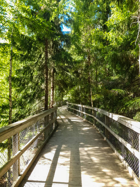istock Wooden boardwalk through the forest 1452833707