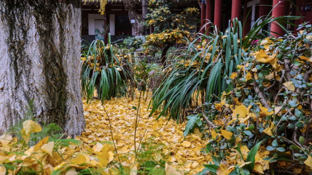 In the courtyard, ginkgo leaves fall all over the ground