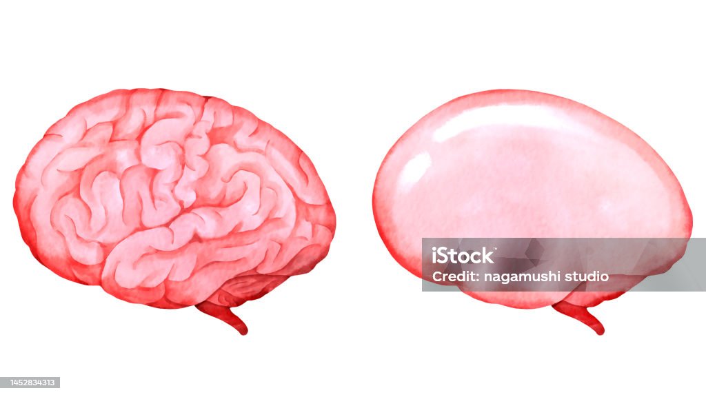 A Rounded Brain A Wrinkled Brain And A Smooth Brain Stock Illustration - Download Image ...
