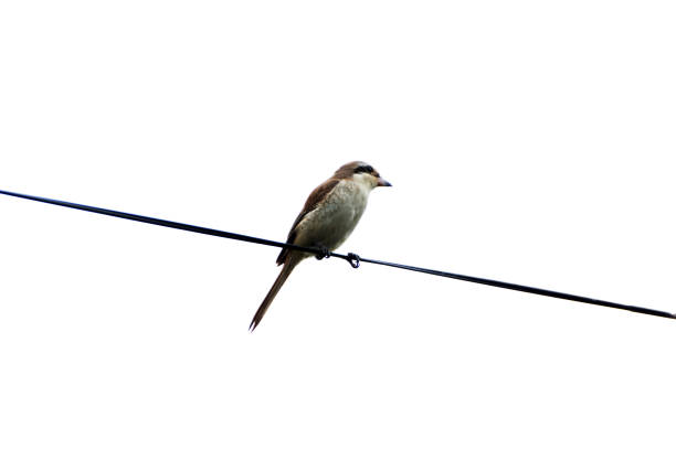 istock A bird on the power cable on white background. 1452834536