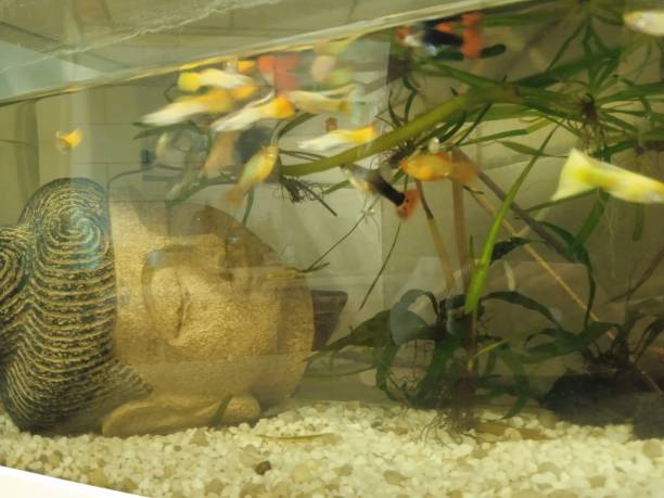 istock Aquarium with little fish Guppies 1452835653