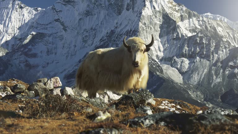 Majestic white yak against the backdrop of snowy mountains in Nepal. Gimbal shot of yak animal basking in the sun on the Everest base camp trail, Nepal