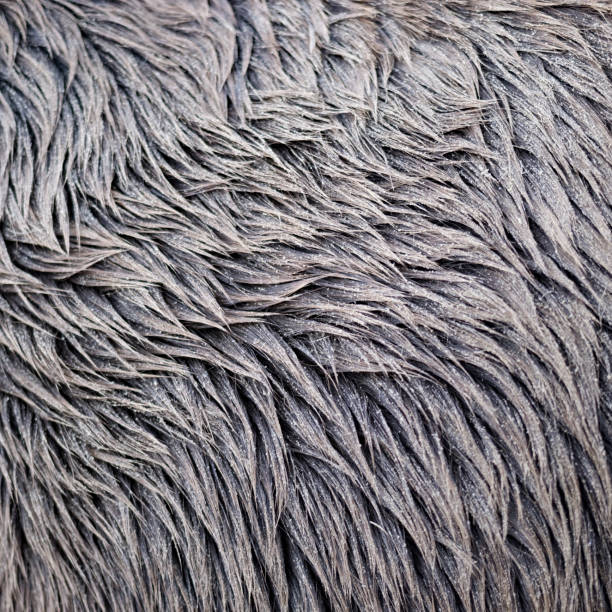 istock Dirty with sand equine hair fur texture background 1452835839