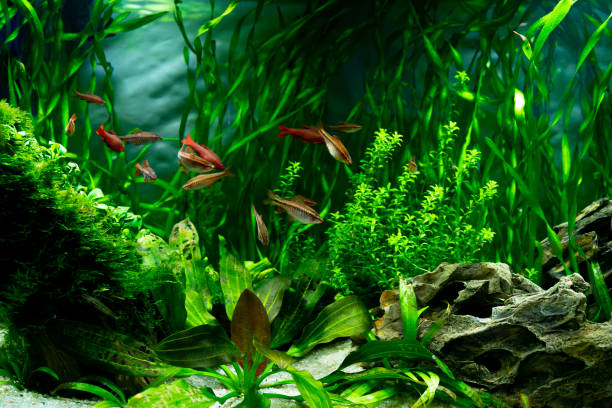 istock Tropical fish in a freshwater aquarium. 1452836555