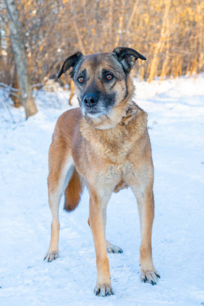 istock Dog in the winter in the snow. 1452836609