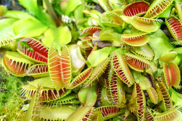istock Venus flycatcher is a carnivorous plant. 1452836633