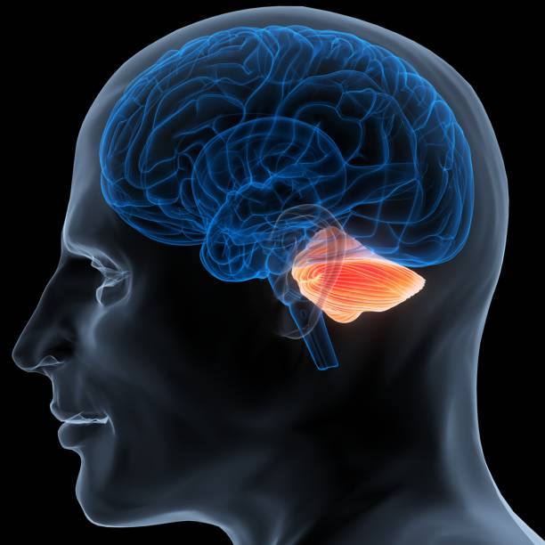 istock Central Organ of Human Nervous System Brain Anatomy 1452836697