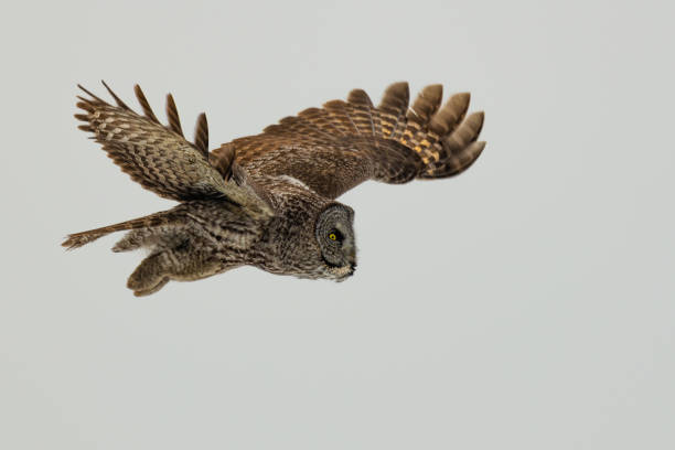 great gray owl in flight on the white background - great white owl imagens e fotografias de stock