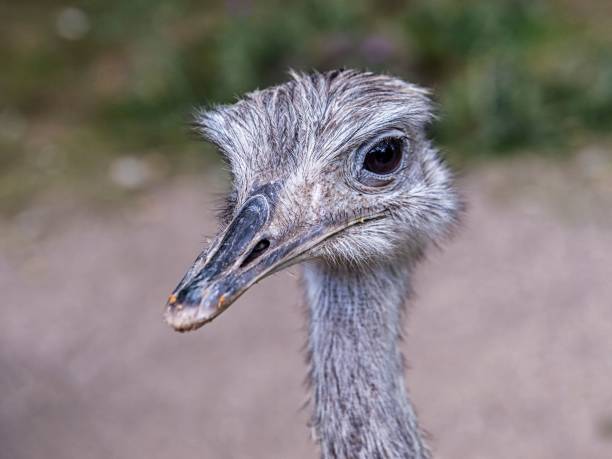istock Closeup shot of a cute duck on a blurred background 1452836974