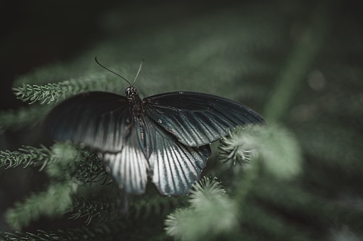 The Papilio lowi, a great Mormon or Asian swallowtail, is a butterfly of the family Papilionidae