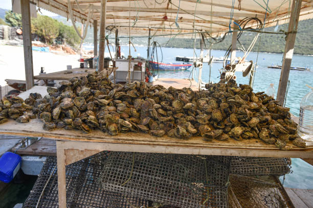 Farm of seashells