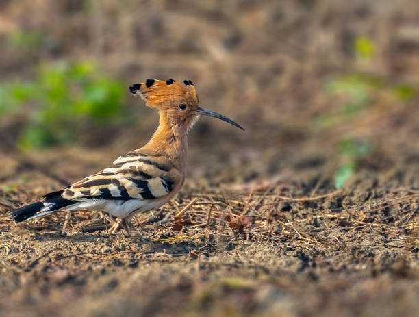istock A Hoopoe in a field for food 1452838316