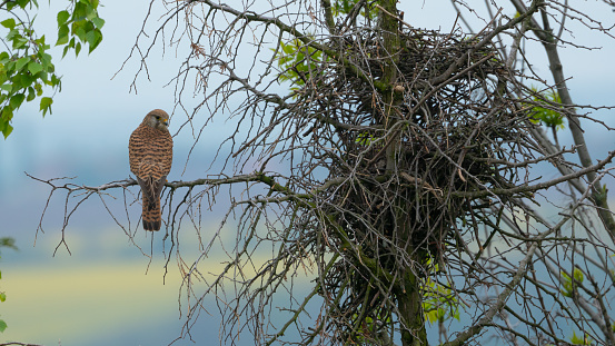 A majestic kestrel bird on a tree branch next to a nest