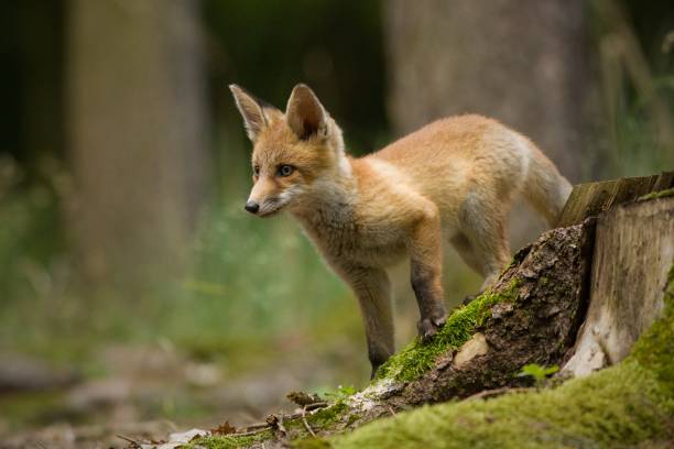 istock Selective focus shot of a red fox in a field 1452838671