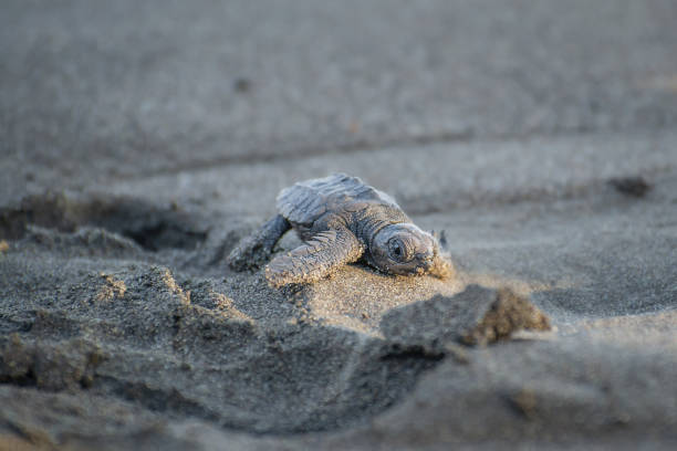 istock Shallow focus shot of a tiny sea turtle crawling on the sandy beach 1452838705