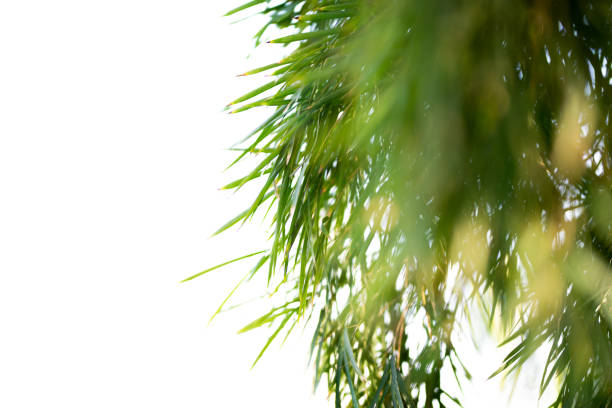 Green Bamboo plants in the forest.