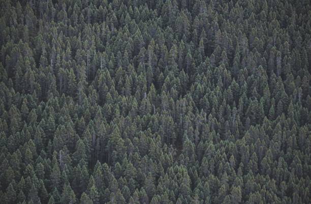 istock Aerial view of a thick boreal forest 1452839394