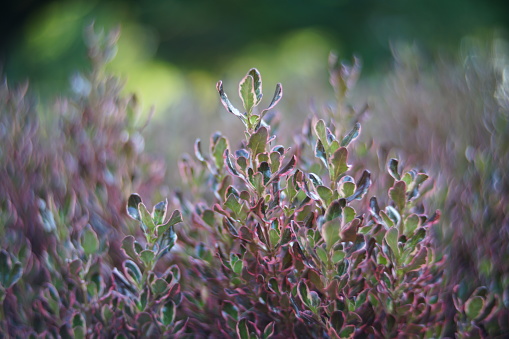 A shallow focus shot of Coprosma flowering plants