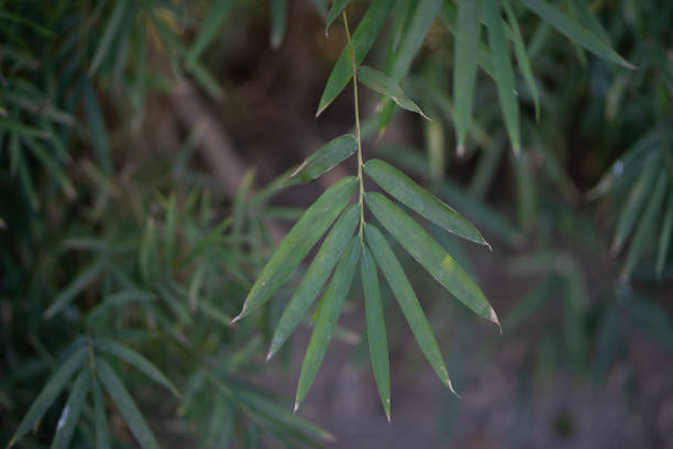Green Bamboo plants in the forest.