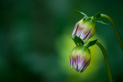 A selective focus shot of a bud flower