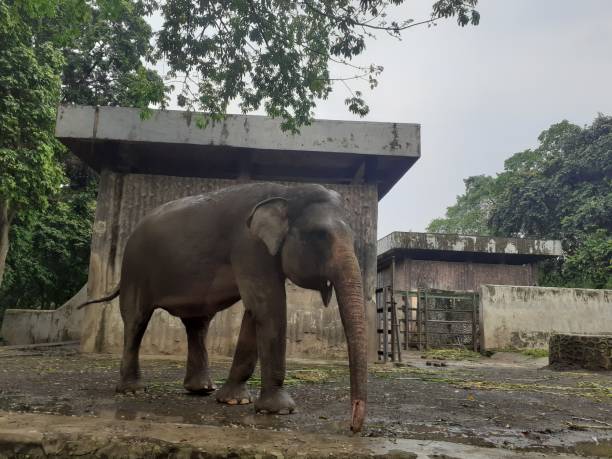 istock Anelephant in the wildlife park 1452839579
