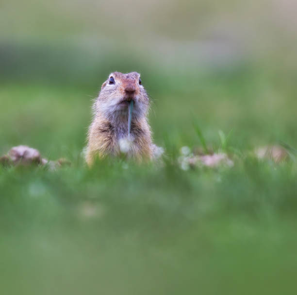 istock Selective-focus shot of a cute Spermophilus on grass 1452839860