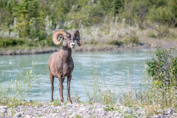 istock Big horn ram in its natural habitat 1452840325