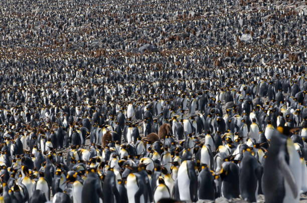 istock Shot of a large Emperor penguin colony 1452840351