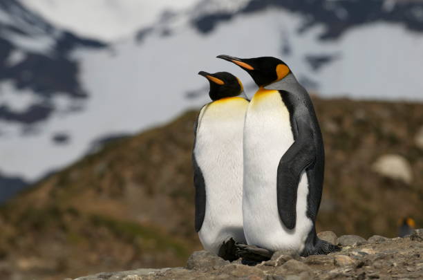 istock Closeup shot of two Emperor Penguins standing on mountain 1452840353