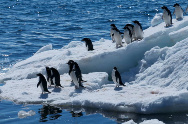 istock Emperor Penguin rookery on a ice floe 1452840366