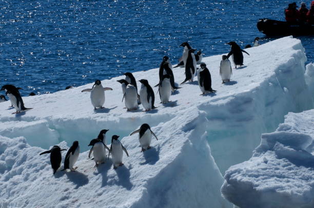 istock Emperor Penguin rookery on a slanting ice floe 1452840368