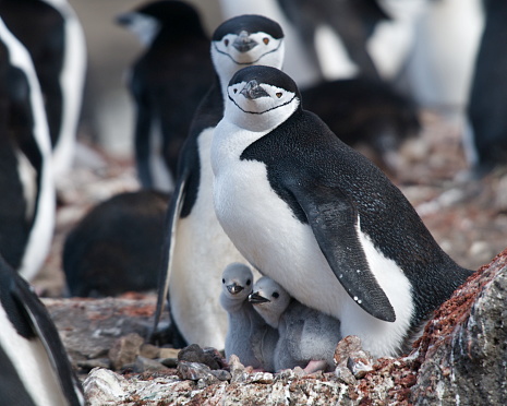 a closeup shot of Chinstrap Penguins with chicks