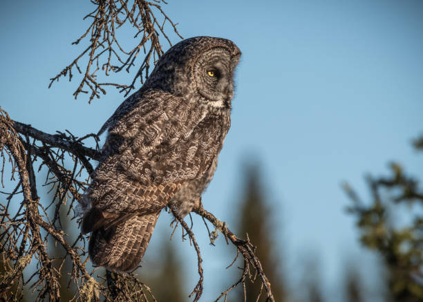 istock Great gray owl sitting on a leafless tree branch in the daytime 1452841739