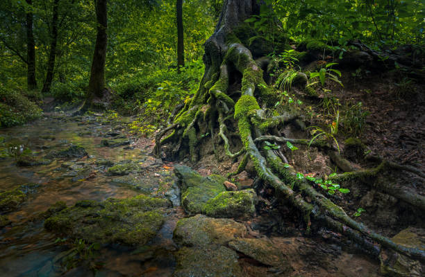 The roots of the tree in the Cherokee Park