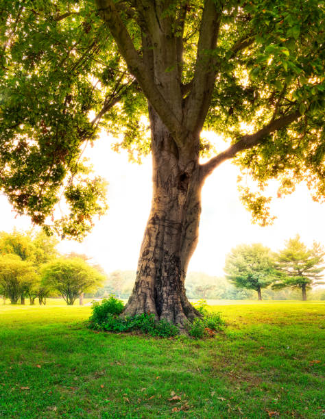 istock Beautiful shot of a huge tree on a sunny day 1452841825