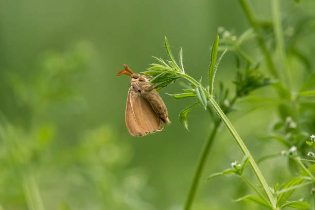 selektive fokusaufnahme einer fuchsmotte auf einer grünen pflanze - brombeerspinner stock-fotos und bilder