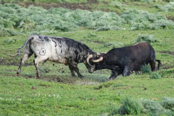 Photo of Two bull fighting in green meadow. Spanish bull (toros bravos) famous from traditional bullfights