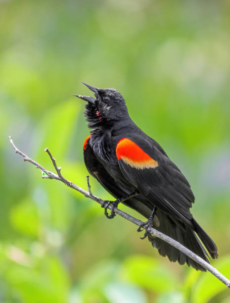 istock Vertical shot of a red winged blackbird screaming 1452842062