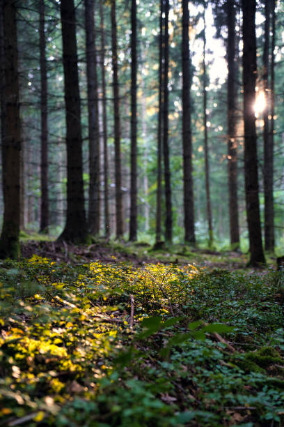 istock Vertical low-angle shot of tall trees in the forest 1452842094