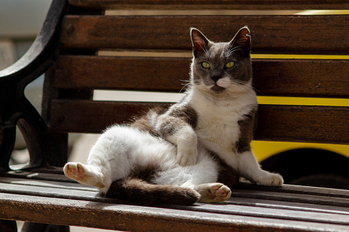 A neutered cat lying on a wooden bench