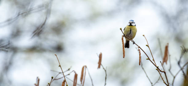 istock Closeup shot of a great tit perched on a branch 1452843613