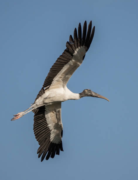 istock Wood stork (mycteria americana) in flight in Florida, USA 1452843761